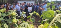 Çanakkale'de Yerli Ve Milli Ayçiçegi Hasadi Basladi Haberi