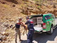 Çevre Doga Ve Hayvan Koruma Timinden Yaban Keçisine Yardim Eli Haberi