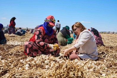 Gaziantep'te 'Haydi Tarladan Sofraya' Projesi Ile Çiftçi Ile Tüketici Bulusturulacak