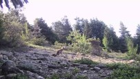Karabük'te Yaban Hayvanlar Fotokapana Yakalandi Haberi
