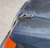 Seyir Halindeki Otomobilin Kaputundan Yilan Çikti Haberi