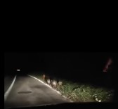 Yalova'da Domuzlar Kara Yoluna Indi Haberi