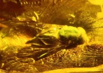 90 Milyon Yillik Taslar Bitlis'te