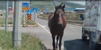 Ardahan'da Kara Yoluna Inen Basibos Atlar Tehlike Saçiyor