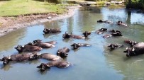 Burasi Serengeti Degil Erzincan Ovasi Haberi