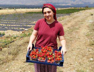 Erzincan'da Ikinci Çilek Hasadi Basladi