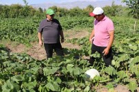 Erzincan Tarim Sektörü, Renkli Görüntülere Sahne Oluyor Haberi