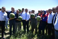 Karaman'da Karpuz Hasadi Basladi