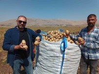Kislik 'Agria' Cinci Patateste Hasat Basladi Haberi