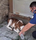 Minik Buzagiya Polisten Sefkat Eli Haberi