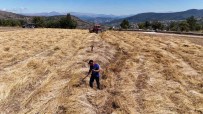 Ordu'da Siyez Bugday Hasadi Sevindirdi Haberi