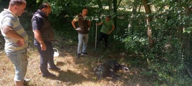 Su Kuyusuna Düsen Yavru Yaban Domuzu DKMP Ekiplerince Kurtarildi