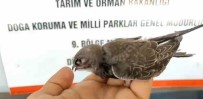 Uçma Egzersizlerini Yapiyor Haberi