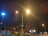 Ardahan'da Kelebeklerin 'Ölüm Dansi' Devam Ediyor