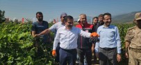 98 Bin Ton Rekoltenin Beklendigi Hassa Üzümünde Hasat Vakti Haberi
