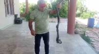 Batman'da Dügünde Gelin Ve Damada 'Yilan Sovu' Sürprizi Haberi