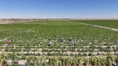 Karatay'da Ata Tohumu Ürünleri Hasadi Basladi