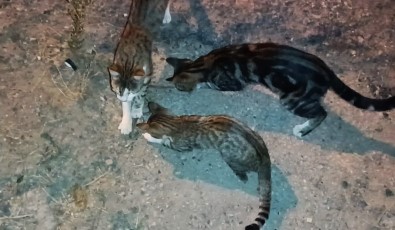 Kedilerin Yilanla Imtihani