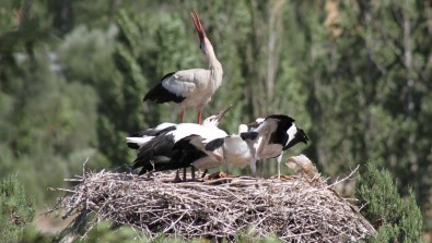 Leylekler Vadisi'nde 'Lak Lak' Sesleri Sustu