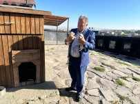 Ali Dagi Mini Çiftligin Sevimli Patileri