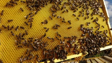 Ardahanli Aricilarin Bal Hasadi Devam Ediyor