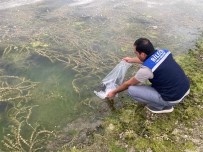 Bilecik'te 14 Farkli Göle 134 Bin 500 Adet Sazan Baligi Yavrusu Birakildi Haberi