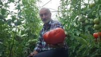 Erzurum'un Dev Domatesleri Haberi