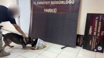 Makarna Posetleri Içerisinde Bonzai Nakliyati Haberi