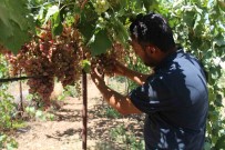 Siirt'te Üzüm Hasadi Basladi