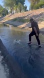 Baligi Metrelerce Kovaladilar Açiklamasi Videoyu Çeken Kisi Kahkahaya Boguldu Haberi