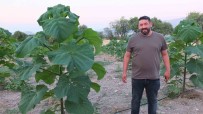 Bu Agaç Bir Çok Sektörün Vazgeçilmezi Olacak Haberi