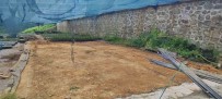 Rize Ziraat Odasi Çay Üreticisine Destek Için Çay Tohumu Yagi Fabrikasi Kuruyor Haberi