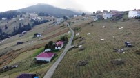 Trabzon'da Yaylacilarin Çayir Biçme Telasi Haberi