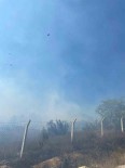 Yalova'da Zeytinlik Alanda Çikan Yangin Söndürüldü Haberi