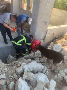 Anne Köpek, Yavrularini Kurtaran Ekiplerin Basindan Bir An Olsun Ayrilmadi