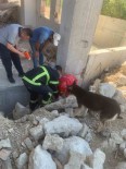 Anne Köpek, Yavrularini Kurtaran Ekiplerin Basindan Bir An Olsun Ayrilmadi Haberi