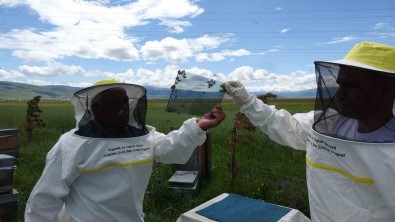 Ari Zehrinin Fiyati Dudak Uçuklatiyor