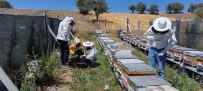 Bilecik'te Bal Üretimi 88 Tondan 221 Tona Çikti Haberi