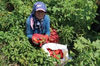 Kavurucu Sicakta Aci Hasat, Ellerini Yüzlerine Süremiyorlar Haberi