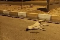Mardin'de Sokak Köpekleri Baska Bir Köpegi Telef Etti
