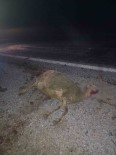 Otomobil Sürünün Arasina Daldi, 9 Koyun Telef Oldu Haberi