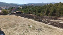 Sinop'ta Ot Yangini Haberi