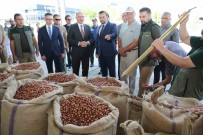 TMO Giresun'da Ilk Findigi 135,96 Liradan Aldi