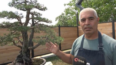Toprak Dede'nin Bonsai Koleksiyonu Müzede Yasatiliyor
