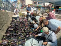 Üretim Fazlasi 5 Ton Patlicani Yüzlerce Kisiye Bedava Dagittilar Haberi
