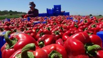 Çanakkale Kapya Biber Üretiminde Türkiye'de Birinci Sirada Haberi