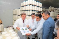 Erzincan'da Tescilli Tulum Peyniri Satisi Artacak Haberi