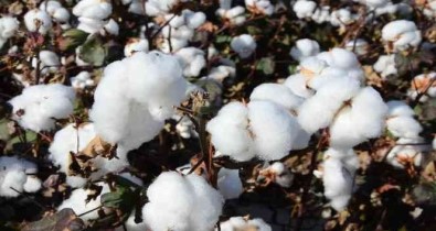 Kekik Ve Pamukta Yasanan Rekolte Ve Fiyat Kaybi Üreticisi Zor Durumda Birakti