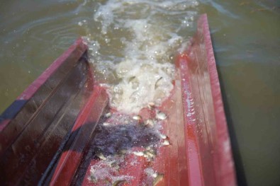 Samsun'da Su Kaynaklarina 3 Milyon 5 Bin Sazan Yavrusu Birakildi