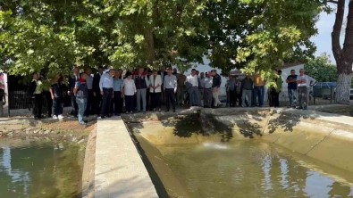 10 Milyon Yavru Sazan Suya Birakildi